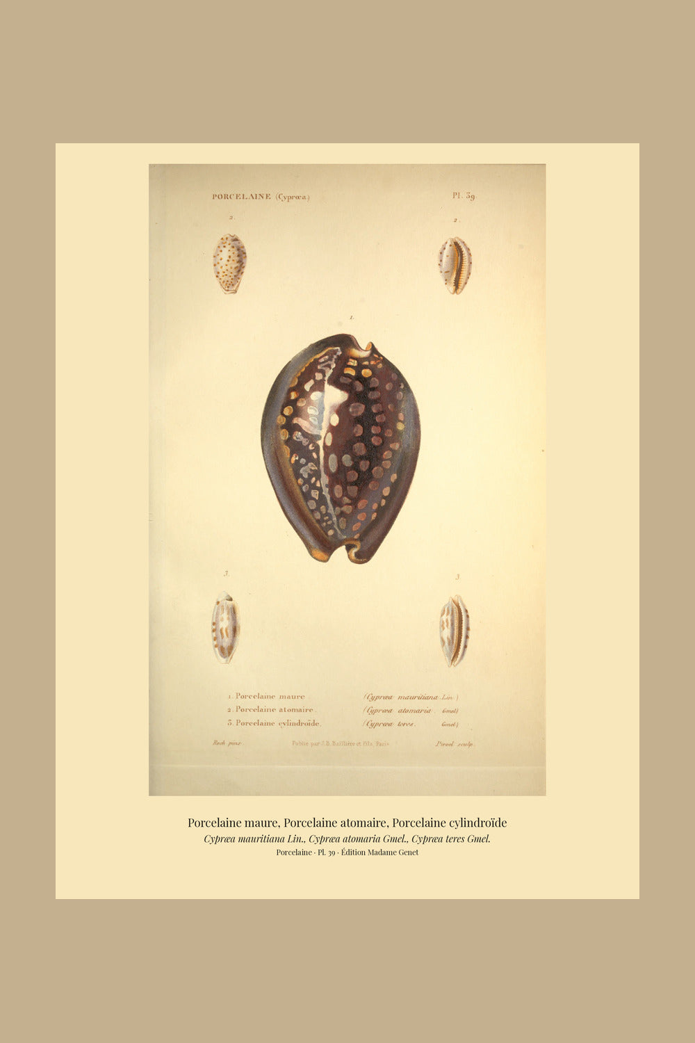 Cypræa mauritiana, Cypræa atomaria and Cypræa teres — Porcelaine maure, Porcelaine atomaire and Porcelaine cylindroïde, hand-engraved plate 39 from Kiener, Coquilles vivantes, Paris.