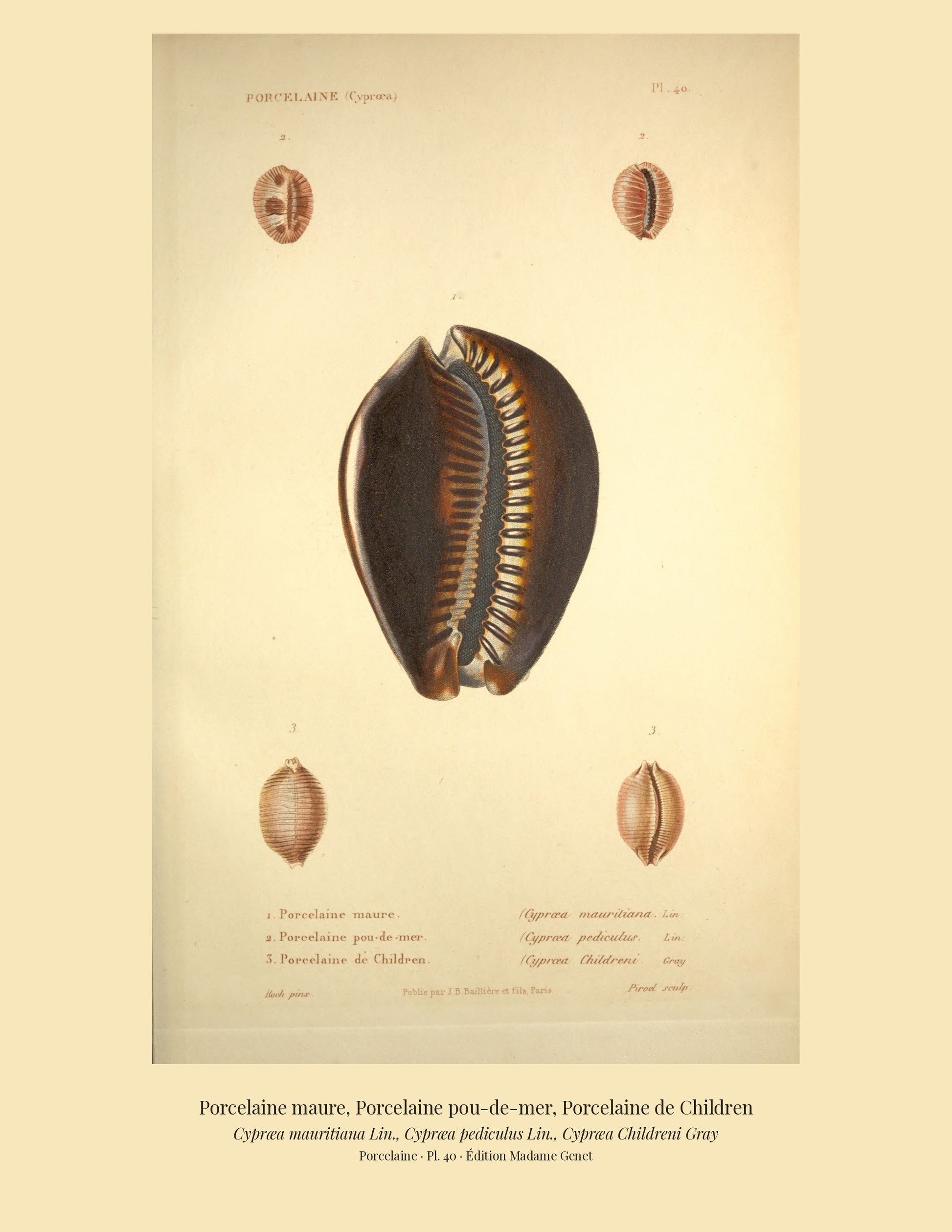 Cypræa mauritiana, Cypræa pediculus and Cypræa Childreni — Porcelaine maure, Porcelaine pou-de-mer and Porcelaine de Children, hand-engraved plate 40 from Kiener, Coquilles vivantes, Paris.