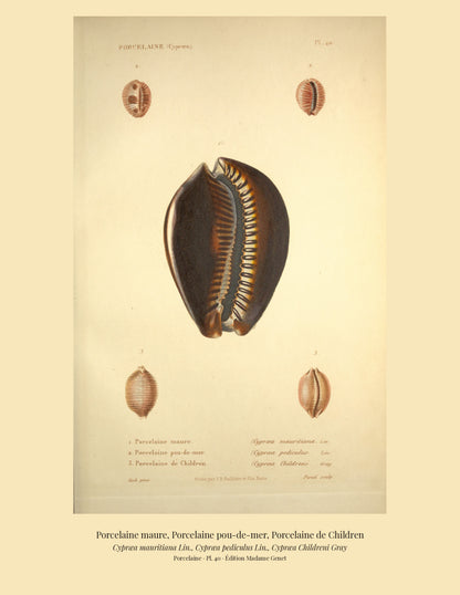 Cypræa mauritiana, Cypræa pediculus and Cypræa Childreni — Porcelaine maure, Porcelaine pou-de-mer and Porcelaine de Children, hand-engraved plate 40 from Kiener, Coquilles vivantes, Paris.