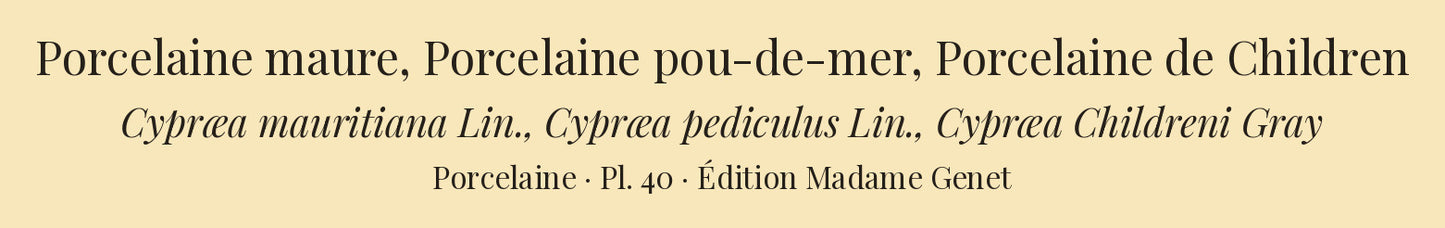Cypræa mauritiana, Cypræa pediculus and Cypræa Childreni — Porcelaine maure, Porcelaine pou-de-mer and Porcelaine de Children, hand-engraved plate 40 from Kiener, Coquilles vivantes, Paris.