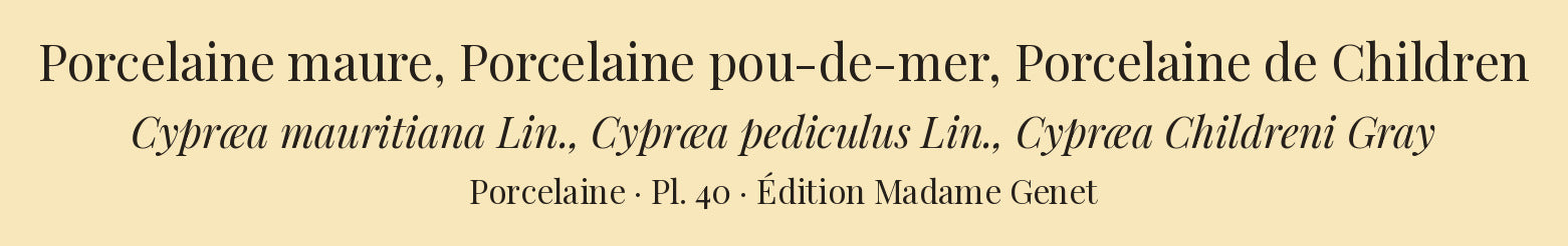Cypræa mauritiana, Cypræa pediculus and Cypræa Childreni — Porcelaine maure, Porcelaine pou-de-mer and Porcelaine de Children, hand-engraved plate 40 from Kiener, Coquilles vivantes, Paris.