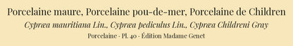 Cypræa mauritiana, Cypræa pediculus and Cypræa Childreni — Porcelaine maure, Porcelaine pou-de-mer and Porcelaine de Children, hand-engraved plate 40 from Kiener, Coquilles vivantes, Paris.