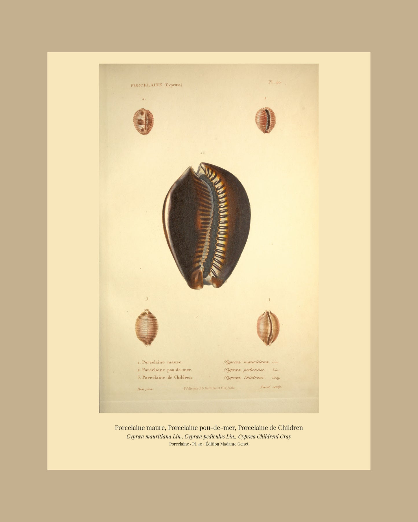 Cypræa mauritiana, Cypræa pediculus and Cypræa Childreni — Porcelaine maure, Porcelaine pou-de-mer and Porcelaine de Children, hand-engraved plate 40 from Kiener, Coquilles vivantes, Paris.