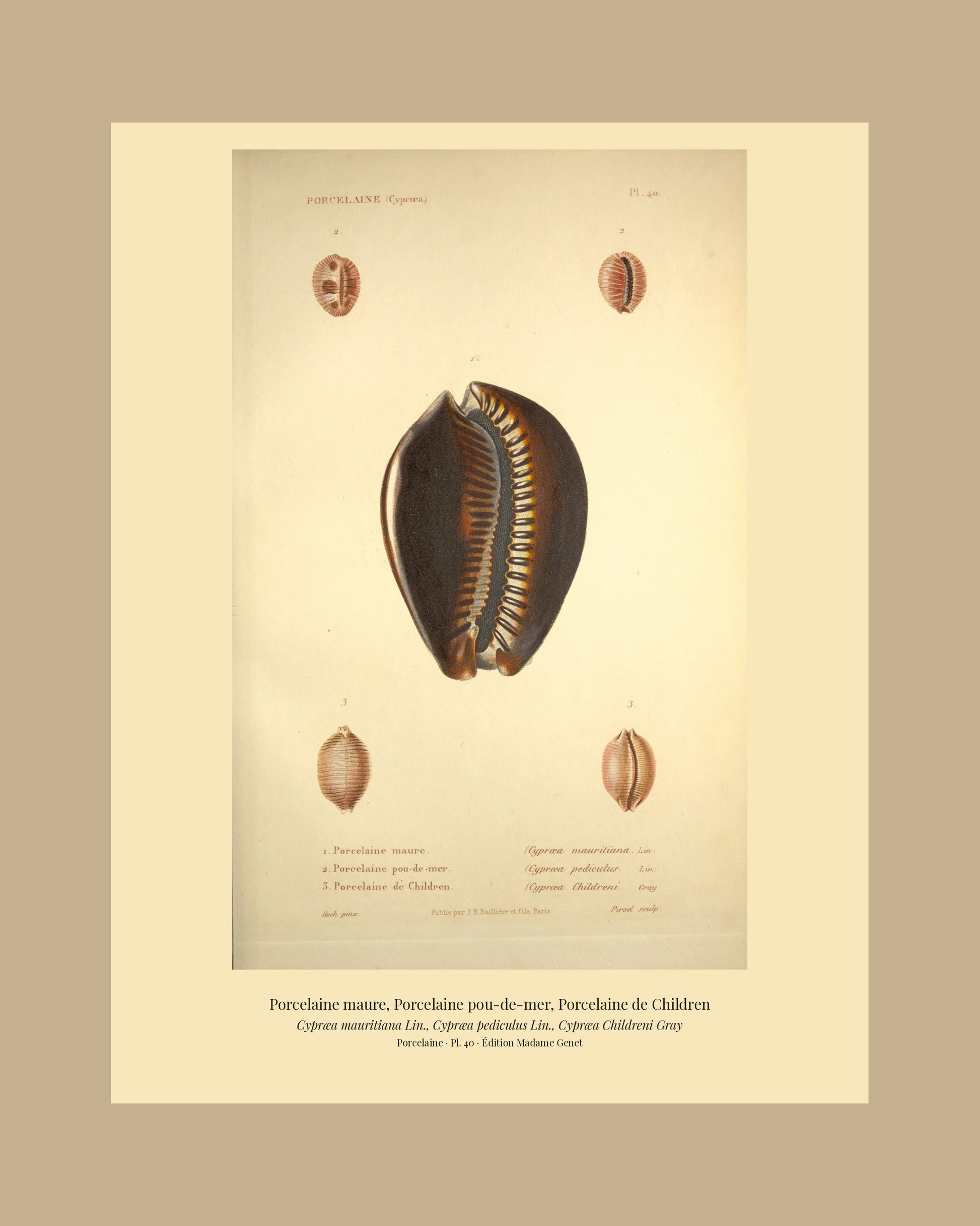 Cypræa mauritiana, Cypræa pediculus and Cypræa Childreni — Porcelaine maure, Porcelaine pou-de-mer and Porcelaine de Children, hand-engraved plate 40 from Kiener, Coquilles vivantes, Paris.