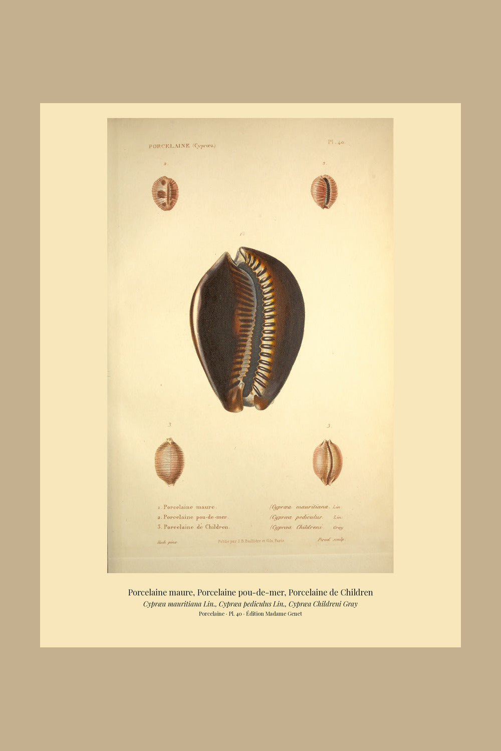 Cypræa mauritiana, Cypræa pediculus and Cypræa Childreni — Porcelaine maure, Porcelaine pou-de-mer and Porcelaine de Children, hand-engraved plate 40 from Kiener, Coquilles vivantes, Paris.