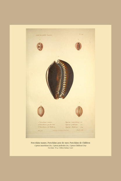 Cypræa mauritiana, Cypræa pediculus and Cypræa Childreni — Porcelaine maure, Porcelaine pou-de-mer and Porcelaine de Children, hand-engraved plate 40 from Kiener, Coquilles vivantes, Paris.