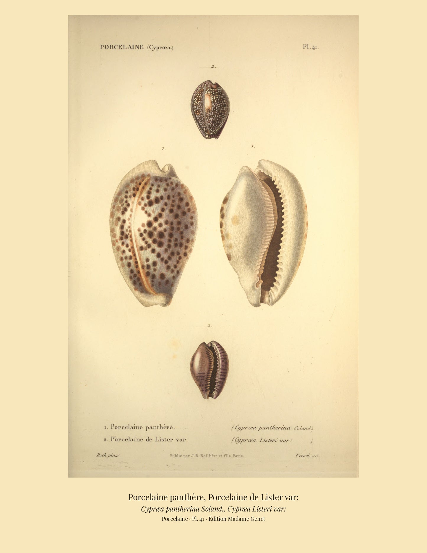 Cypræa pantherina and Cypræa Listeri var: — Porcelaine panthère and Porcelaine de Lister var:, hand-engraved plate 41 from Kiener, Coquilles vivantes, Paris.