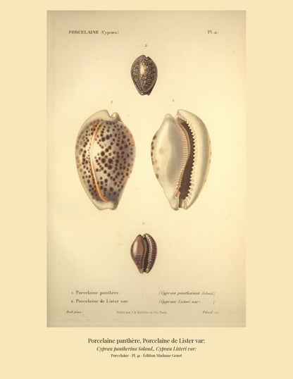 Cypræa pantherina and Cypræa Listeri var: — Porcelaine panthère and Porcelaine de Lister var:, hand-engraved plate 41 from Kiener, Coquilles vivantes, Paris.