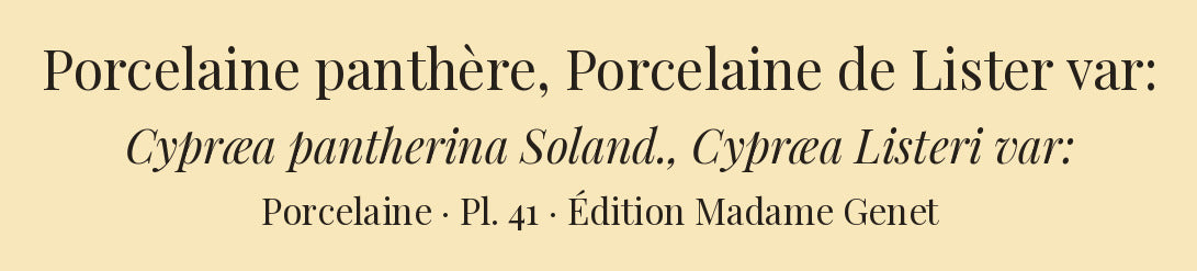 Cypræa pantherina and Cypræa Listeri var: — Porcelaine panthère and Porcelaine de Lister var:, hand-engraved plate 41 from Kiener, Coquilles vivantes, Paris.