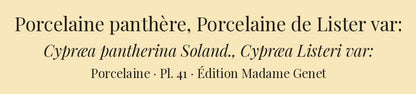 Cypræa pantherina and Cypræa Listeri var: — Porcelaine panthère and Porcelaine de Lister var:, hand-engraved plate 41 from Kiener, Coquilles vivantes, Paris.