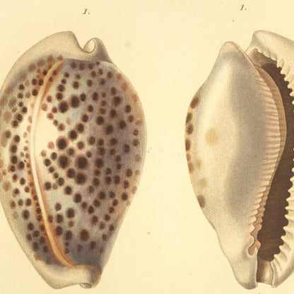 Cypræa pantherina and Cypræa Listeri var: — Porcelaine panthère and Porcelaine de Lister var:, hand-engraved plate 41 from Kiener, Coquilles vivantes, Paris.