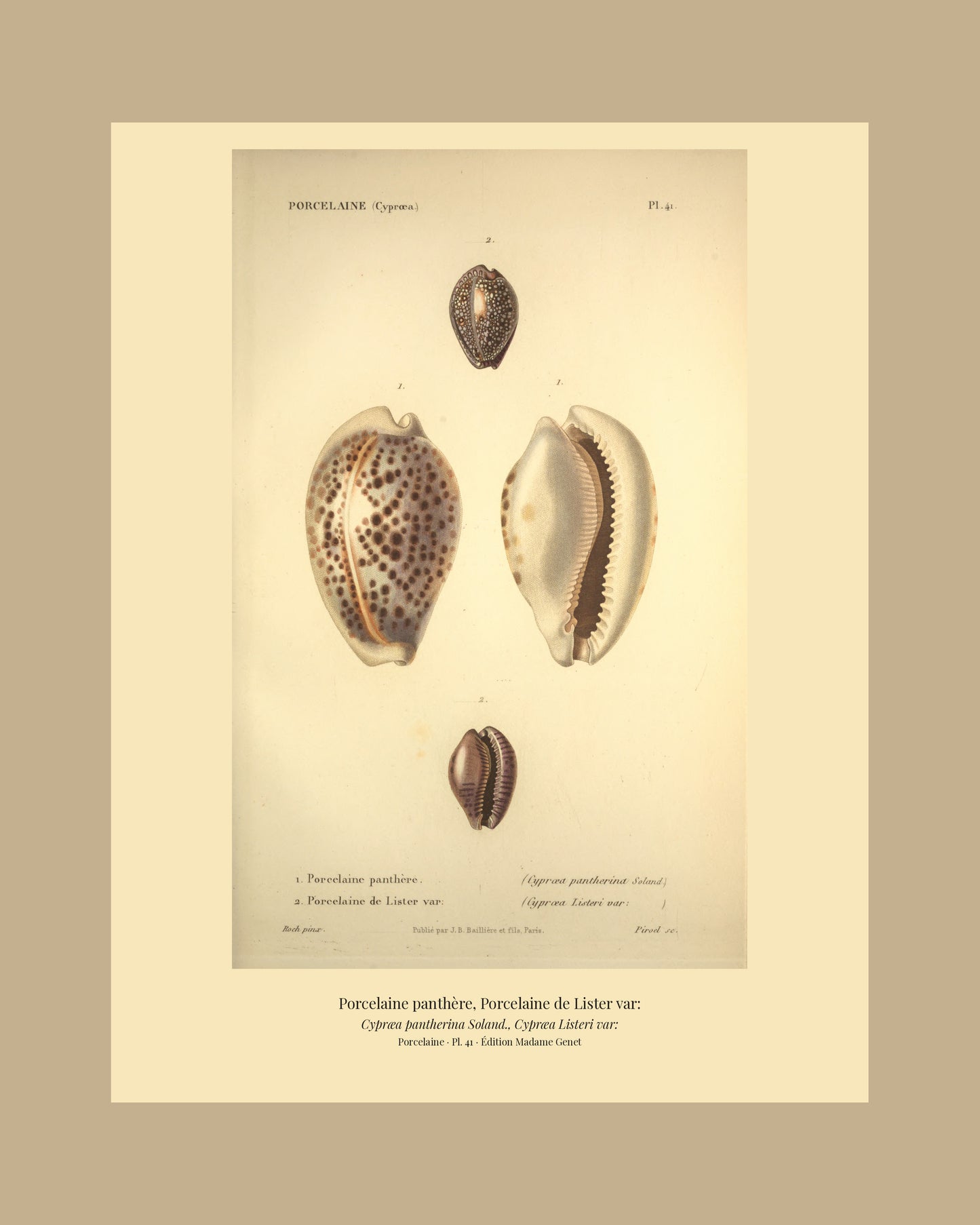 Cypræa pantherina and Cypræa Listeri var: — Porcelaine panthère and Porcelaine de Lister var:, hand-engraved plate 41 from Kiener, Coquilles vivantes, Paris.