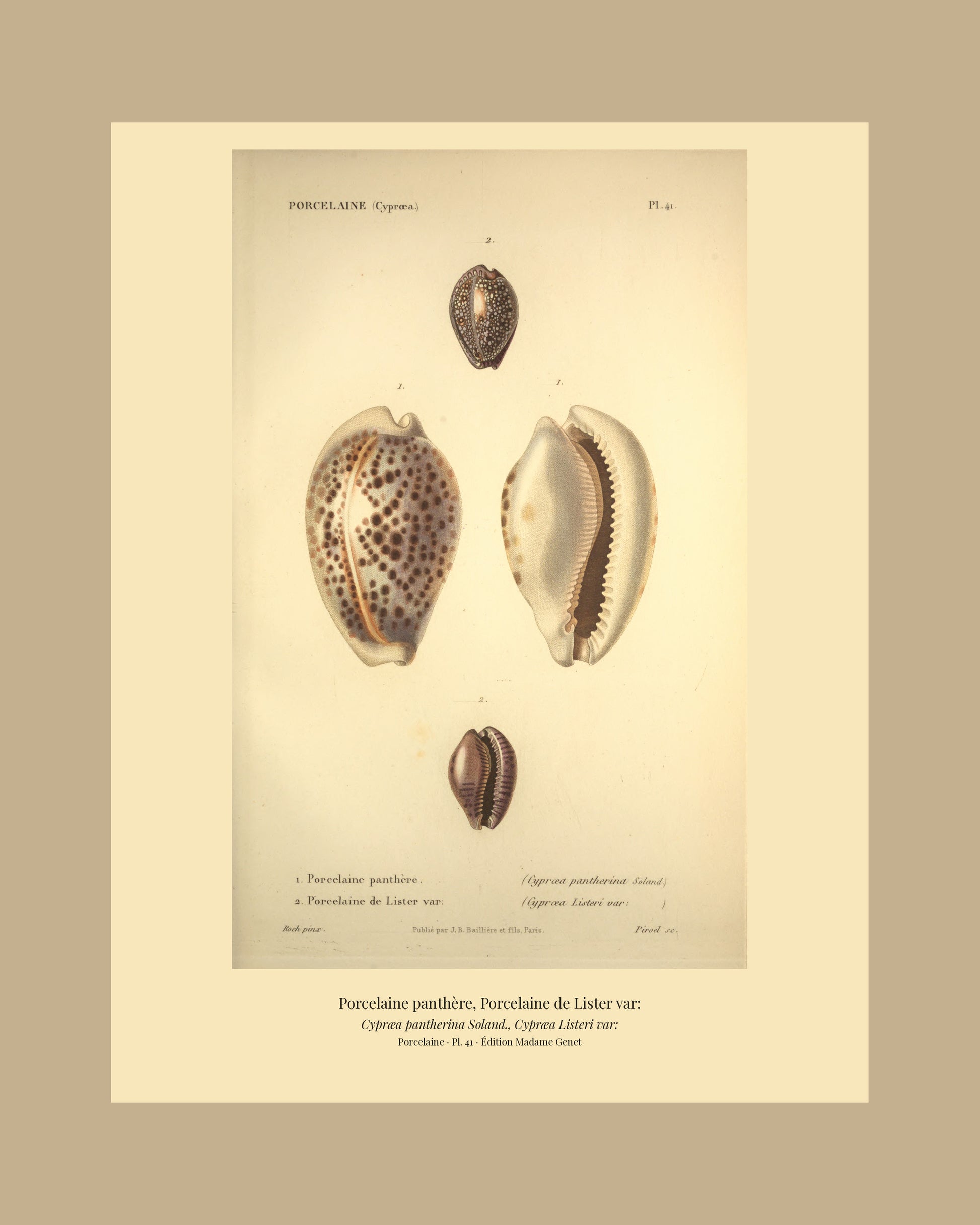 Cypræa pantherina and Cypræa Listeri var: — Porcelaine panthère and Porcelaine de Lister var:, hand-engraved plate 41 from Kiener, Coquilles vivantes, Paris.