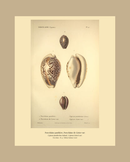 Cypræa pantherina and Cypræa Listeri var: — Porcelaine panthère and Porcelaine de Lister var:, hand-engraved plate 41 from Kiener, Coquilles vivantes, Paris.