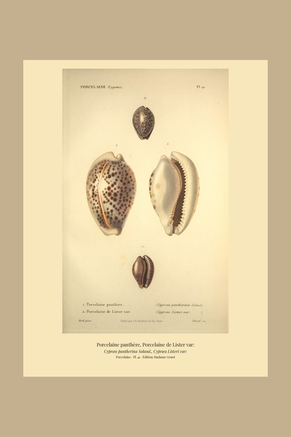 Cypræa pantherina and Cypræa Listeri var: — Porcelaine panthère and Porcelaine de Lister var:, hand-engraved plate 41 from Kiener, Coquilles vivantes, Paris.