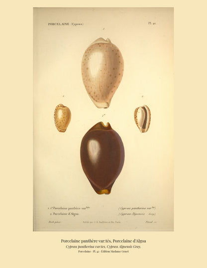 Cypræa pantherina var:tes and Cypræa Algoensis — Porcelaine panthère var:tés and Porcelaine d'Algoa, hand-engraved plate 42 from Kiener, Coquilles vivantes, Paris.