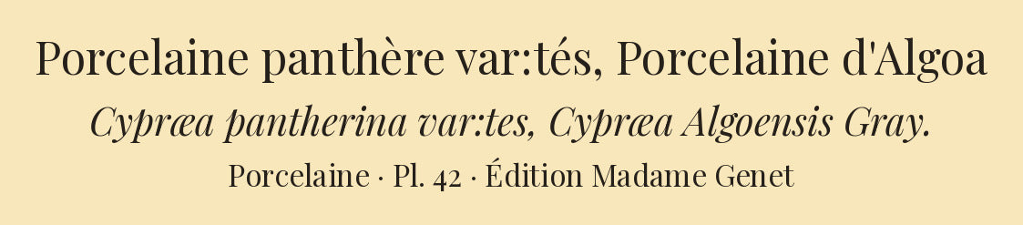 Cypræa pantherina var:tes and Cypræa Algoensis — Porcelaine panthère var:tés and Porcelaine d'Algoa, hand-engraved plate 42 from Kiener, Coquilles vivantes, Paris.