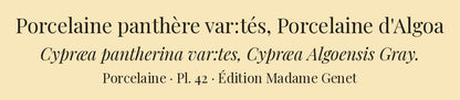 Cypræa pantherina var:tes and Cypræa Algoensis — Porcelaine panthère var:tés and Porcelaine d'Algoa, hand-engraved plate 42 from Kiener, Coquilles vivantes, Paris.