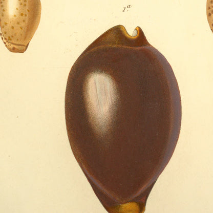 Cypræa pantherina var:tes and Cypræa Algoensis — Porcelaine panthère var:tés and Porcelaine d'Algoa, hand-engraved plate 42 from Kiener, Coquilles vivantes, Paris.