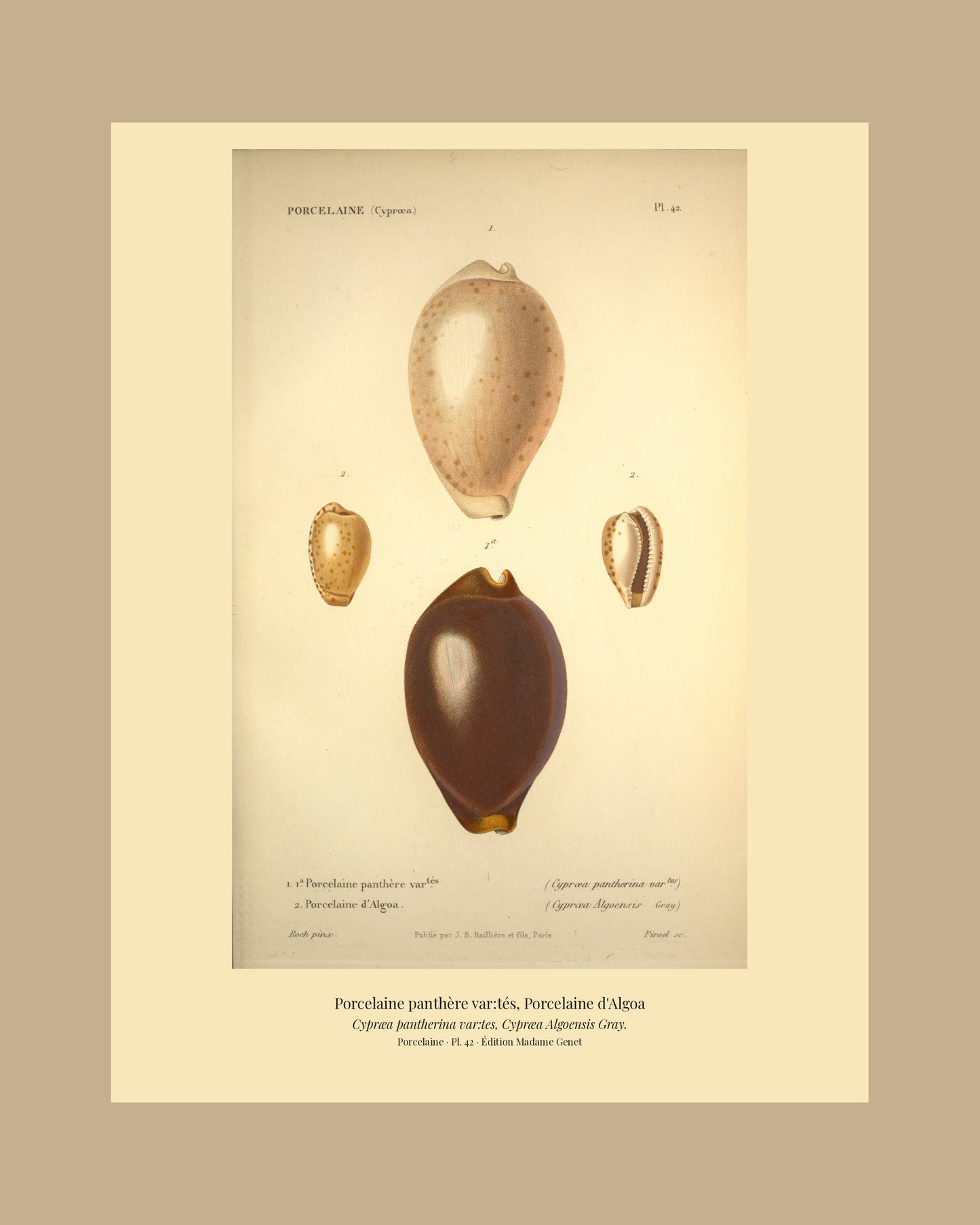 Cypræa pantherina var:tes and Cypræa Algoensis — Porcelaine panthère var:tés and Porcelaine d'Algoa, hand-engraved plate 42 from Kiener, Coquilles vivantes, Paris.