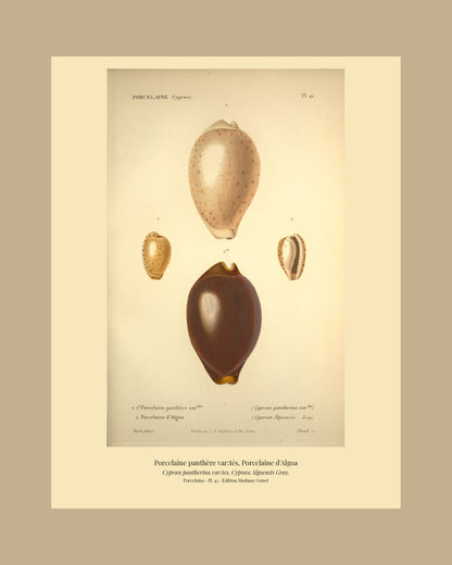 Cypræa pantherina var:tes and Cypræa Algoensis — Porcelaine panthère var:tés and Porcelaine d'Algoa, hand-engraved plate 42 from Kiener, Coquilles vivantes, Paris.