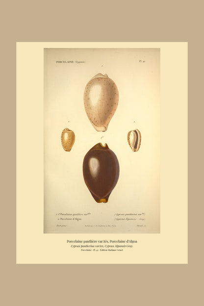 Cypræa pantherina var:tes and Cypræa Algoensis — Porcelaine panthère var:tés and Porcelaine d'Algoa, hand-engraved plate 42 from Kiener, Coquilles vivantes, Paris.