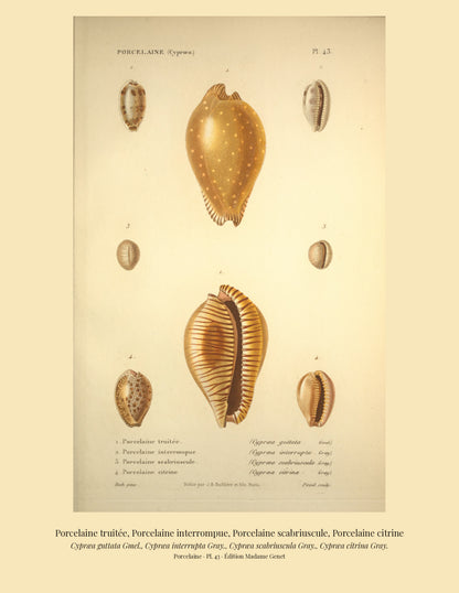 Cypræa guttata, Cypræa interrupta, Cypræa scabriuscula and Cypræa citrina — Porcelaine truitée, Porcelaine interrompue, Porcelaine scabriuscule and Porcelaine citrine, hand-engraved plate 43 from Kiener, Coquilles vivantes, Paris.
