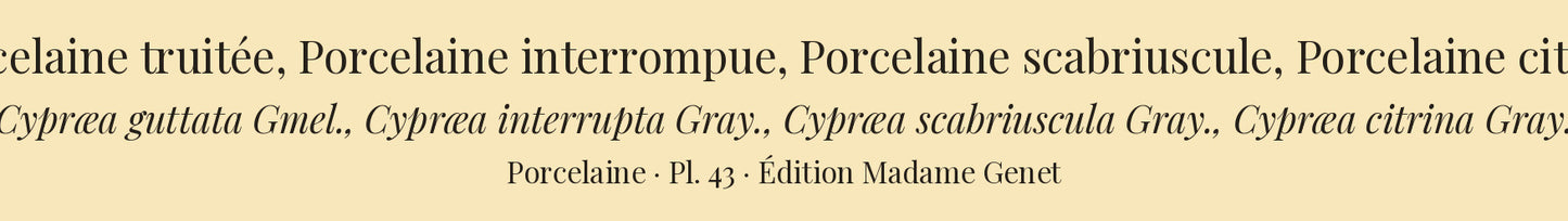 Cypræa guttata, Cypræa interrupta, Cypræa scabriuscula and Cypræa citrina — Porcelaine truitée, Porcelaine interrompue, Porcelaine scabriuscule and Porcelaine citrine, hand-engraved plate 43 from Kiener, Coquilles vivantes, Paris.