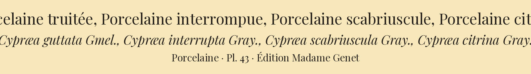 Cypræa guttata, Cypræa interrupta, Cypræa scabriuscula and Cypræa citrina — Porcelaine truitée, Porcelaine interrompue, Porcelaine scabriuscule and Porcelaine citrine, hand-engraved plate 43 from Kiener, Coquilles vivantes, Paris.