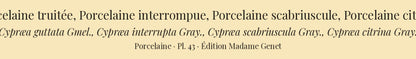 Cypræa guttata, Cypræa interrupta, Cypræa scabriuscula and Cypræa citrina — Porcelaine truitée, Porcelaine interrompue, Porcelaine scabriuscule and Porcelaine citrine, hand-engraved plate 43 from Kiener, Coquilles vivantes, Paris.