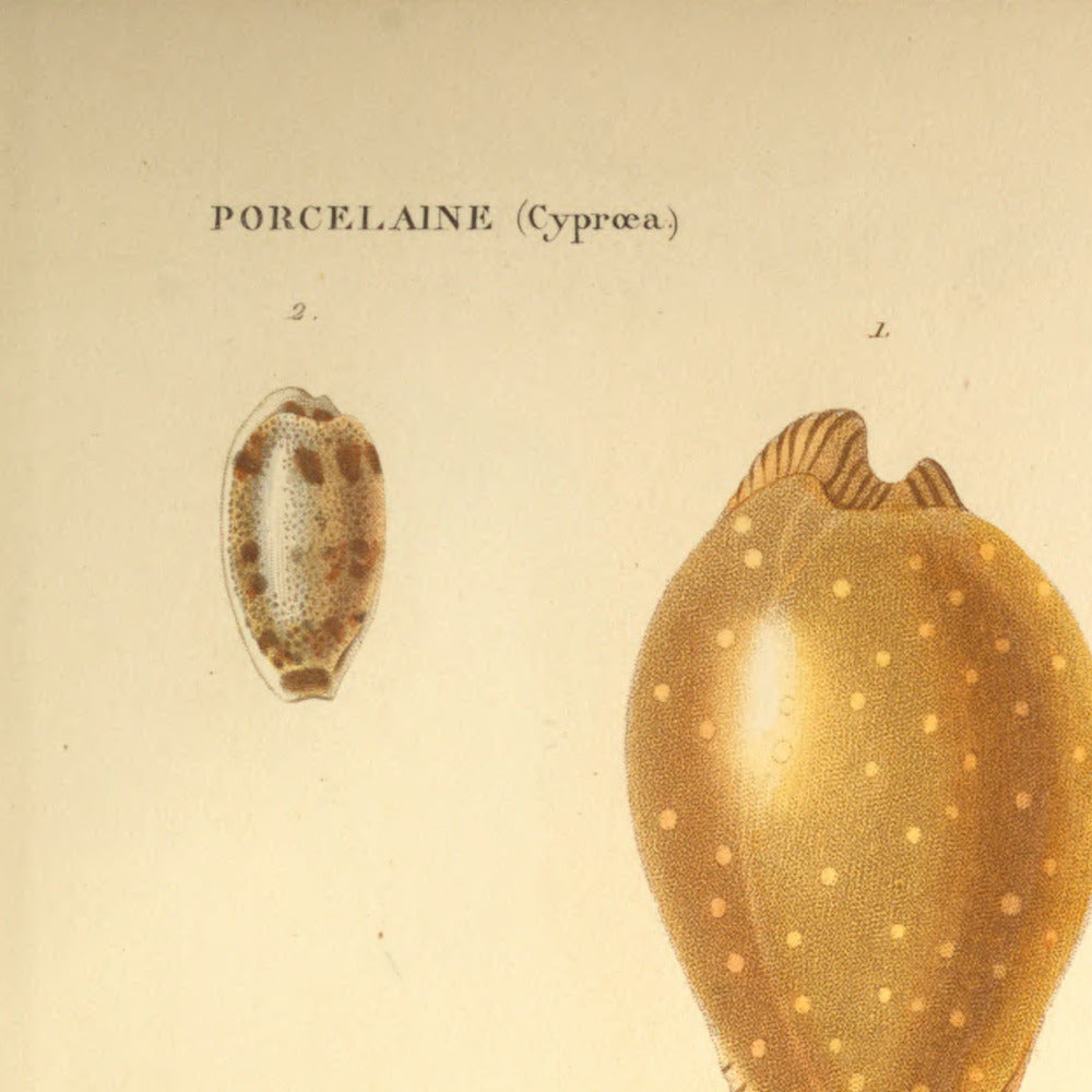 Cypræa guttata, Cypræa interrupta, Cypræa scabriuscula and Cypræa citrina — Porcelaine truitée, Porcelaine interrompue, Porcelaine scabriuscule and Porcelaine citrine, hand-engraved plate 43 from Kiener, Coquilles vivantes, Paris.