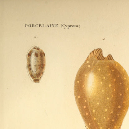 Cypræa guttata, Cypræa interrupta, Cypræa scabriuscula and Cypræa citrina — Porcelaine truitée, Porcelaine interrompue, Porcelaine scabriuscule and Porcelaine citrine, hand-engraved plate 43 from Kiener, Coquilles vivantes, Paris.