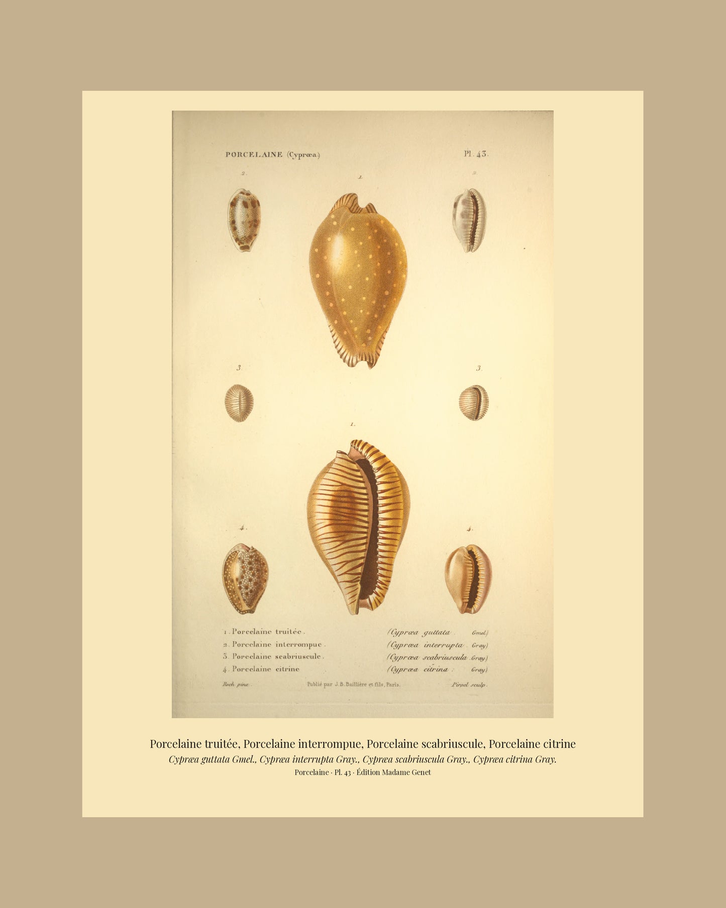 Cypræa guttata, Cypræa interrupta, Cypræa scabriuscula and Cypræa citrina — Porcelaine truitée, Porcelaine interrompue, Porcelaine scabriuscule and Porcelaine citrine, hand-engraved plate 43 from Kiener, Coquilles vivantes, Paris.