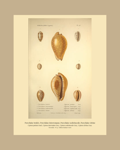 Cypræa guttata, Cypræa interrupta, Cypræa scabriuscula and Cypræa citrina — Porcelaine truitée, Porcelaine interrompue, Porcelaine scabriuscule and Porcelaine citrine, hand-engraved plate 43 from Kiener, Coquilles vivantes, Paris.