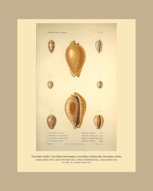 Cypræa guttata, Cypræa interrupta, Cypræa scabriuscula and Cypræa citrina — Porcelaine truitée, Porcelaine interrompue, Porcelaine scabriuscule and Porcelaine citrine, hand-engraved plate 43 from Kiener, Coquilles vivantes, Paris.