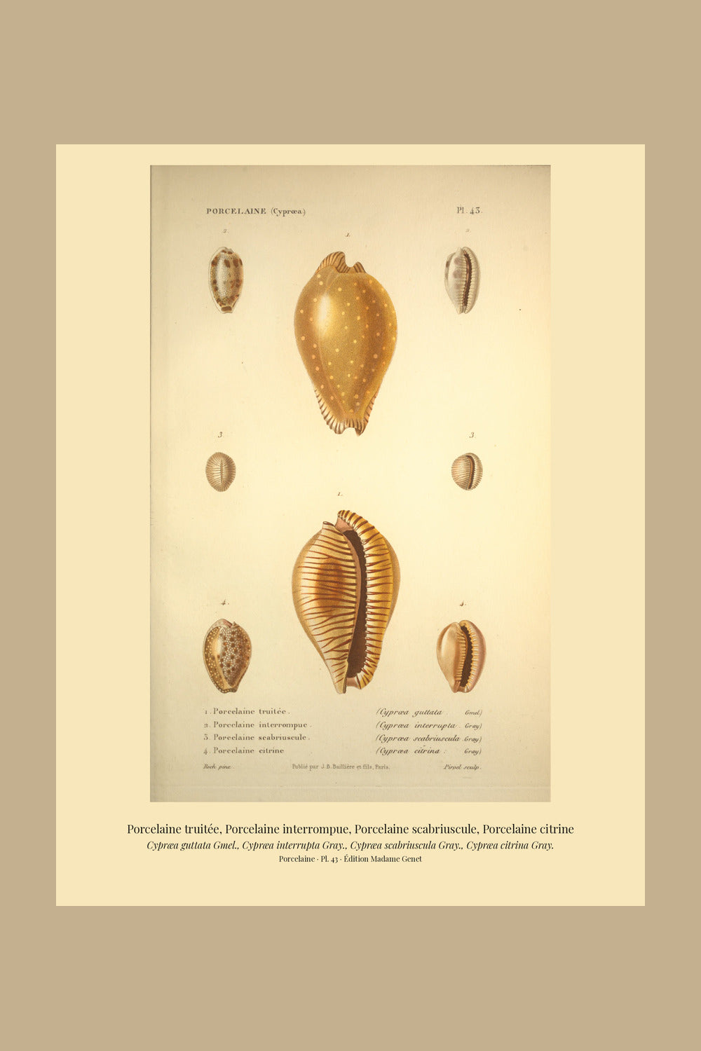 Cypræa guttata, Cypræa interrupta, Cypræa scabriuscula and Cypræa citrina — Porcelaine truitée, Porcelaine interrompue, Porcelaine scabriuscule and Porcelaine citrine, hand-engraved plate 43 from Kiener, Coquilles vivantes, Paris.