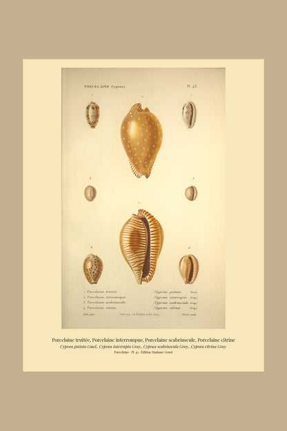Cypræa guttata, Cypræa interrupta, Cypræa scabriuscula and Cypræa citrina — Porcelaine truitée, Porcelaine interrompue, Porcelaine scabriuscule and Porcelaine citrine, hand-engraved plate 43 from Kiener, Coquilles vivantes, Paris.