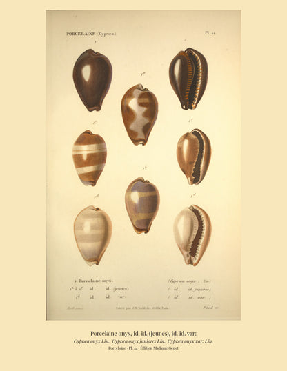 Cypræa onyx, Cypræa onyx juniores and Cypræa onyx var: — Porcelaine onyx, id. id. (jeunes) and id. id. var:, hand-engraved plate 44 from Kiener, Coquilles vivantes, Paris.