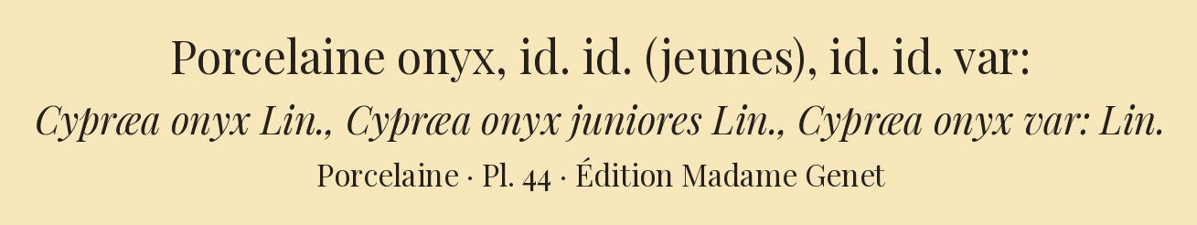 Cypræa onyx, Cypræa onyx juniores and Cypræa onyx var: — Porcelaine onyx, id. id. (jeunes) and id. id. var:, hand-engraved plate 44 from Kiener, Coquilles vivantes, Paris.