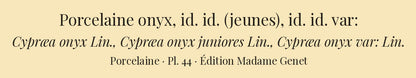 Cypræa onyx, Cypræa onyx juniores and Cypræa onyx var: — Porcelaine onyx, id. id. (jeunes) and id. id. var:, hand-engraved plate 44 from Kiener, Coquilles vivantes, Paris.