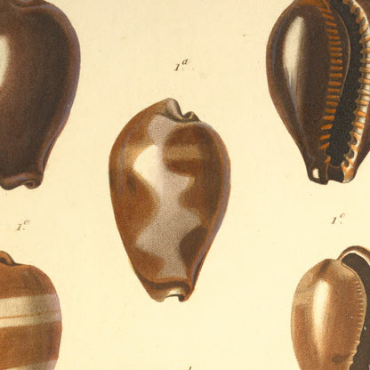 Cypræa onyx, Cypræa onyx juniores and Cypræa onyx var: — Porcelaine onyx, id. id. (jeunes) and id. id. var:, hand-engraved plate 44 from Kiener, Coquilles vivantes, Paris.