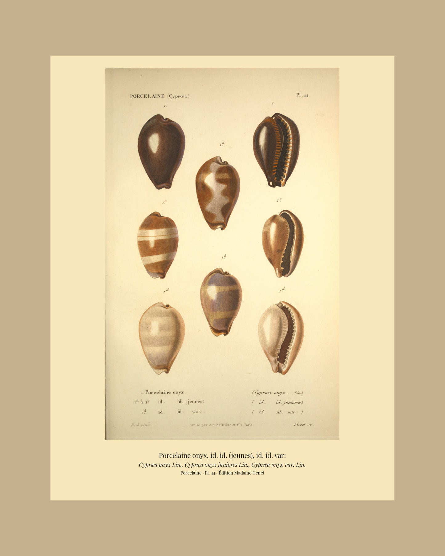 Cypræa onyx, Cypræa onyx juniores and Cypræa onyx var: — Porcelaine onyx, id. id. (jeunes) and id. id. var:, hand-engraved plate 44 from Kiener, Coquilles vivantes, Paris.