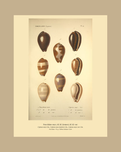 Cypræa onyx, Cypræa onyx juniores and Cypræa onyx var: — Porcelaine onyx, id. id. (jeunes) and id. id. var:, hand-engraved plate 44 from Kiener, Coquilles vivantes, Paris.