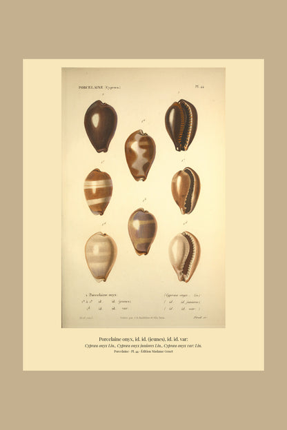 Cypræa onyx, Cypræa onyx juniores and Cypræa onyx var: — Porcelaine onyx, id. id. (jeunes) and id. id. var:, hand-engraved plate 44 from Kiener, Coquilles vivantes, Paris.