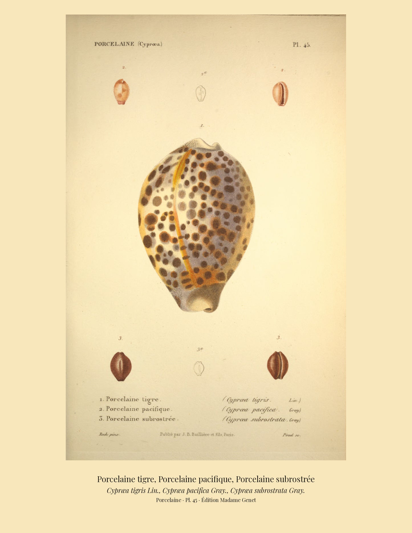 Cypræa tigris, Cypræa pacifica and Cypræa subrostrata — Porcelaine tigre, Porcelaine pacifique and Porcelaine subrostrée, hand-engraved plate 45 from Kiener, Coquilles vivantes, Paris.