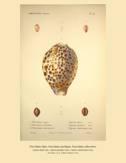 Cypræa tigris, Cypræa pacifica and Cypræa subrostrata — Porcelaine tigre, Porcelaine pacifique and Porcelaine subrostrée, hand-engraved plate 45 from Kiener, Coquilles vivantes, Paris.