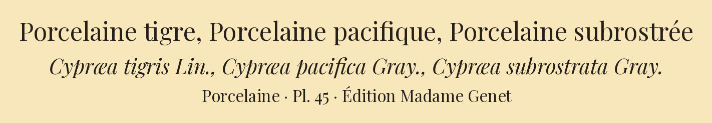 Cypræa tigris, Cypræa pacifica and Cypræa subrostrata — Porcelaine tigre, Porcelaine pacifique and Porcelaine subrostrée, hand-engraved plate 45 from Kiener, Coquilles vivantes, Paris.