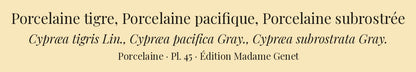 Cypræa tigris, Cypræa pacifica and Cypræa subrostrata — Porcelaine tigre, Porcelaine pacifique and Porcelaine subrostrée, hand-engraved plate 45 from Kiener, Coquilles vivantes, Paris.