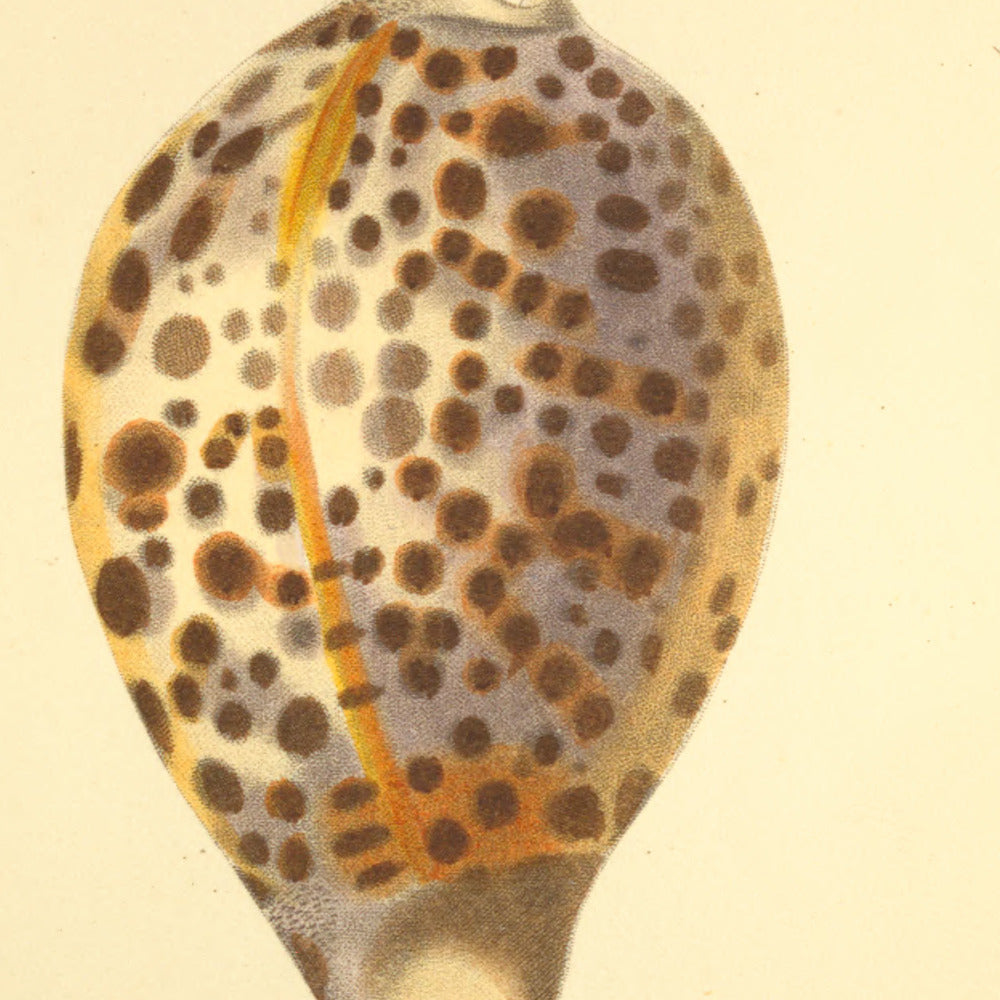 Cypræa tigris, Cypræa pacifica and Cypræa subrostrata — Porcelaine tigre, Porcelaine pacifique and Porcelaine subrostrée, hand-engraved plate 45 from Kiener, Coquilles vivantes, Paris.