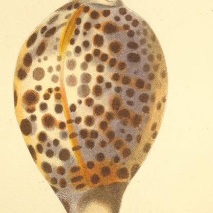 Cypræa tigris, Cypræa pacifica and Cypræa subrostrata — Porcelaine tigre, Porcelaine pacifique and Porcelaine subrostrée, hand-engraved plate 45 from Kiener, Coquilles vivantes, Paris.